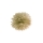 Purutis, aukso spalvos (25 cm)