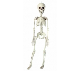 Kabanti dekoracija "Pirato skeletas" (40 cm)